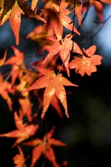 紅葉