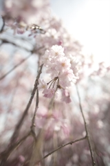 醍醐の桜