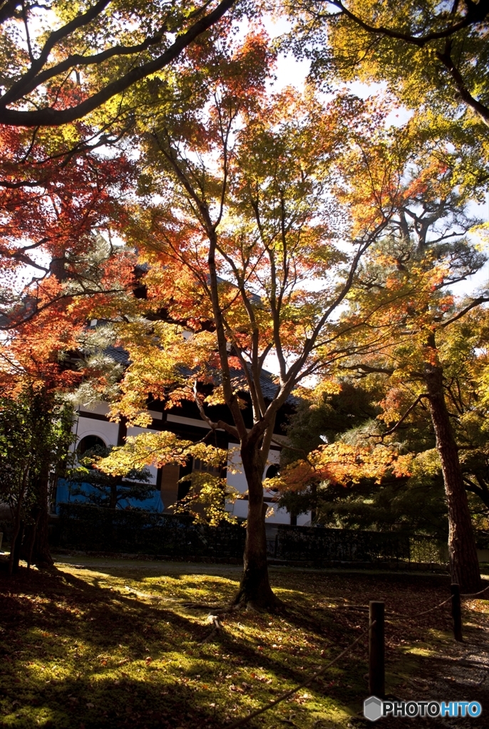 紅葉