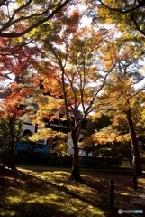 紅葉