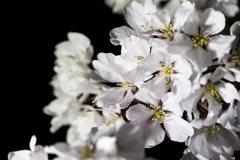 夜桜３