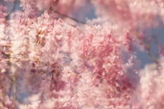 桜実験2025‐３