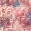 桜実験2025‐３