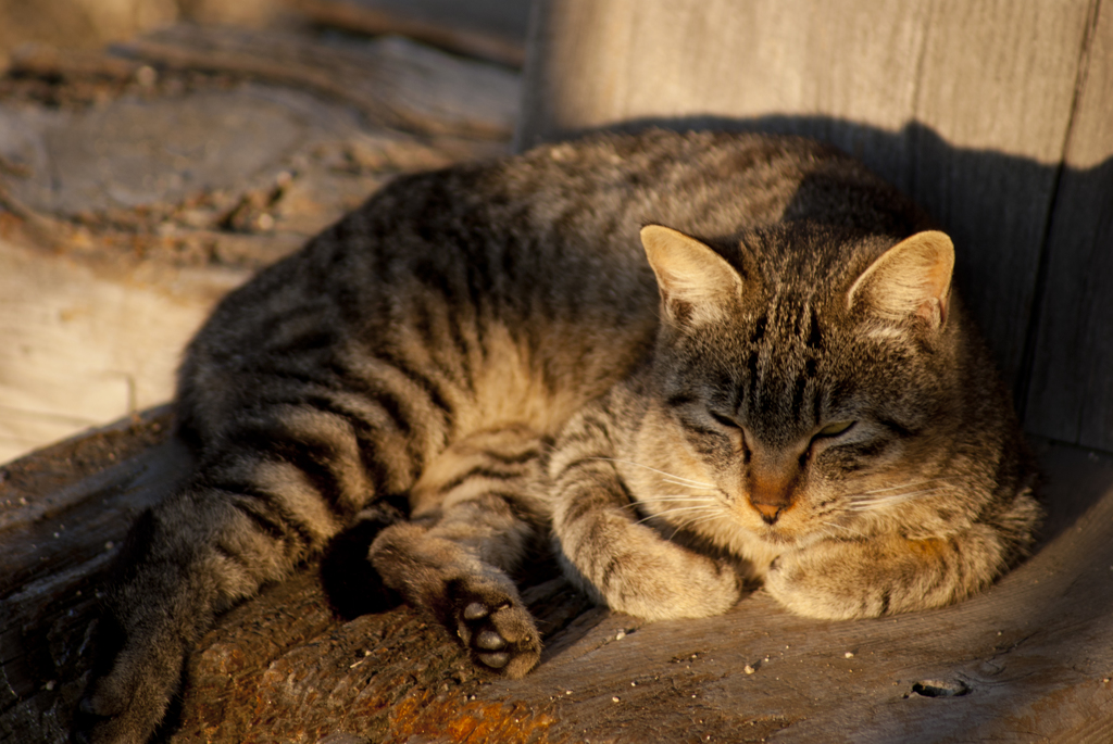 猫006