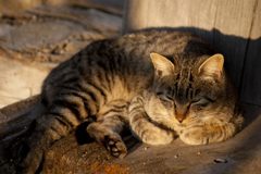 猫006