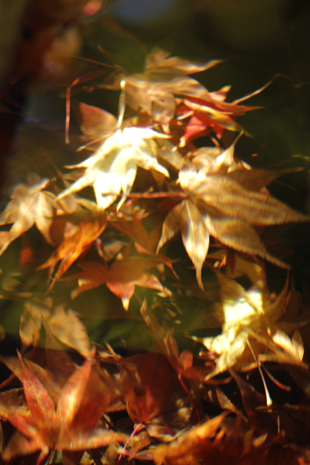 落葉ファンタジー２