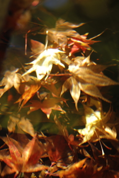 落葉ファンタジー２