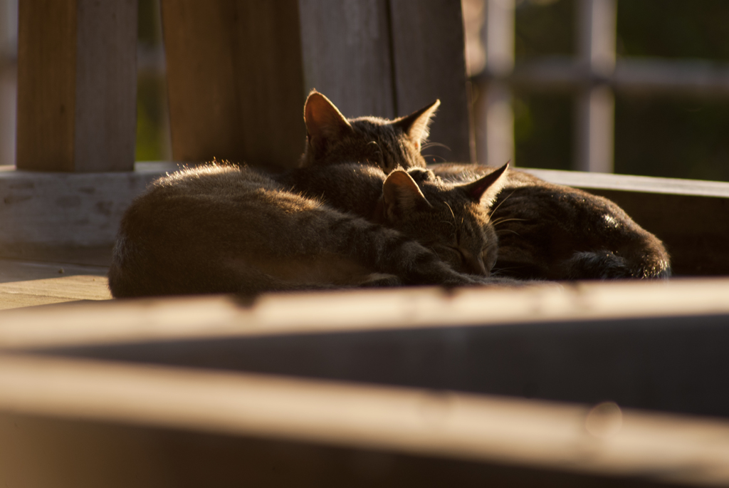 猫010