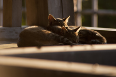 猫010