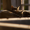 猫010