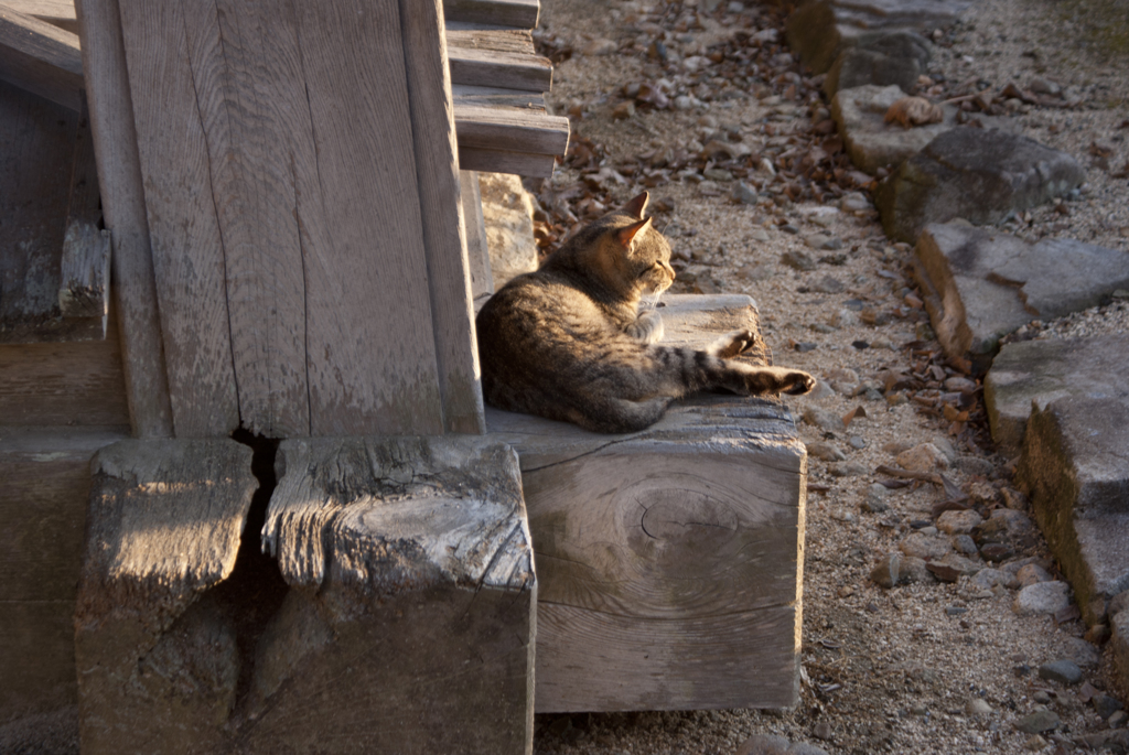 猫003