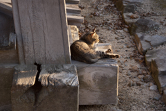 猫003