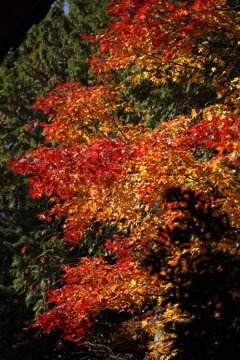 紅葉