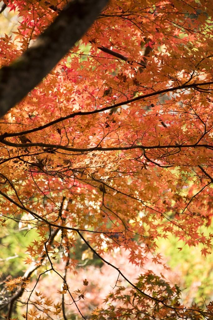 グラデーション
