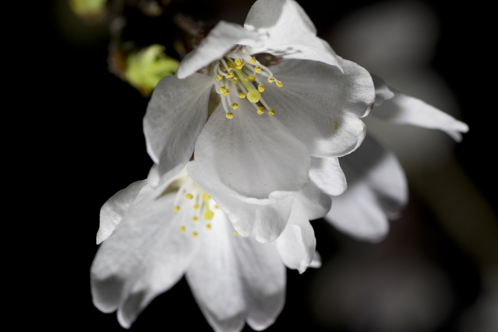 夜桜２