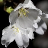 夜桜２