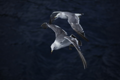 カモメ３