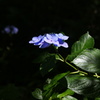 紫陽花