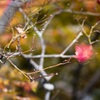 s天狗の葉団扇
