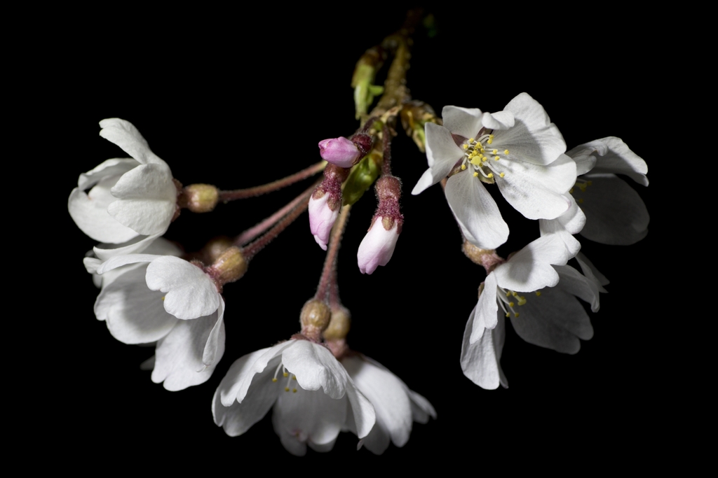 夜桜４