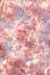 桜実験2025‐５
