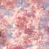 桜実験2025‐５