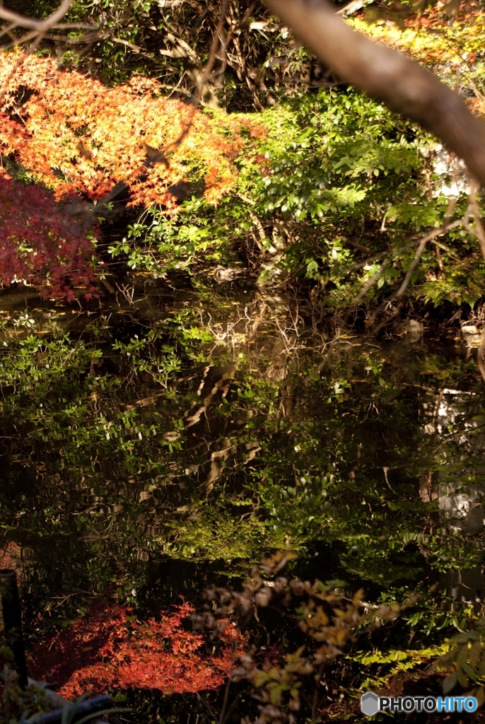 紅葉10