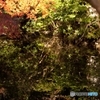 紅葉10