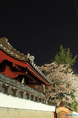 闇夜の桜