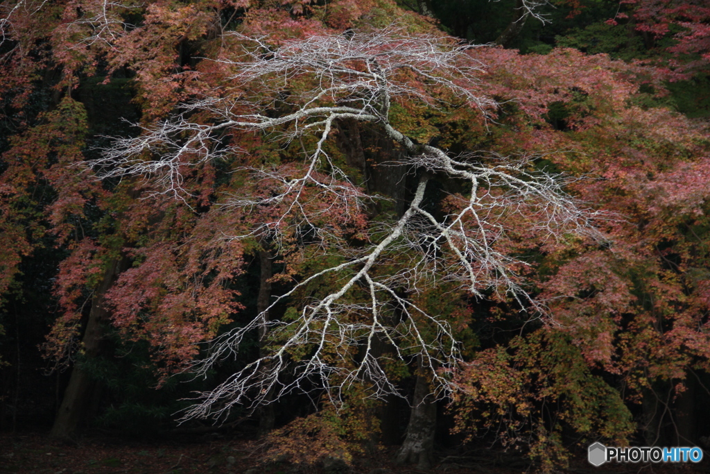 五十鈴川の紅葉