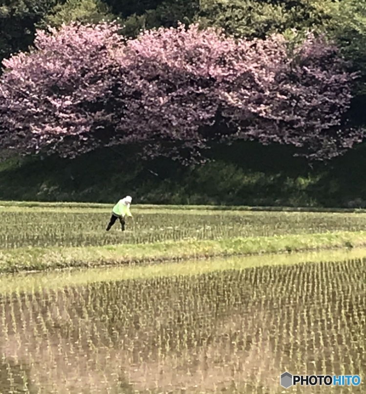 田んぼのマドンナ