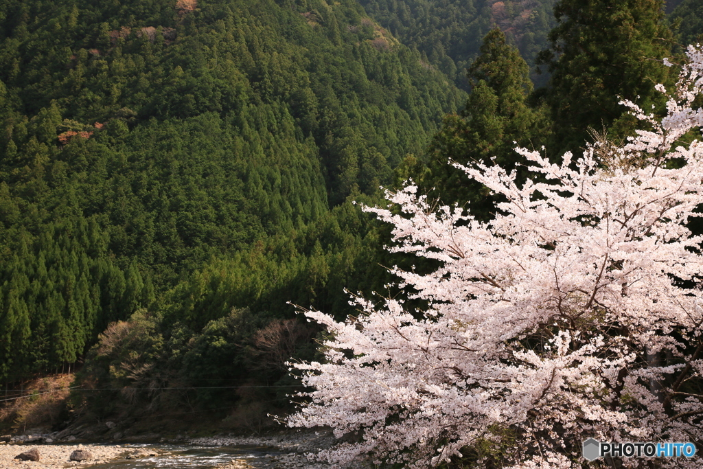 SAKURA