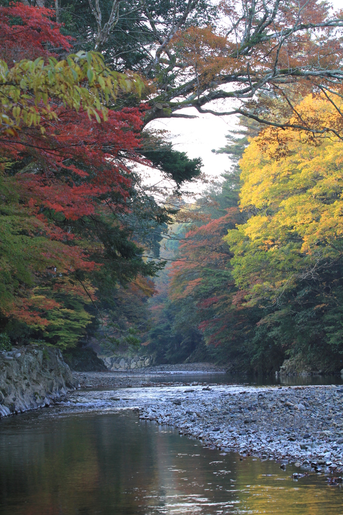 秋の五十鈴川　縦位置