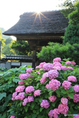 極楽寺（鎌倉）