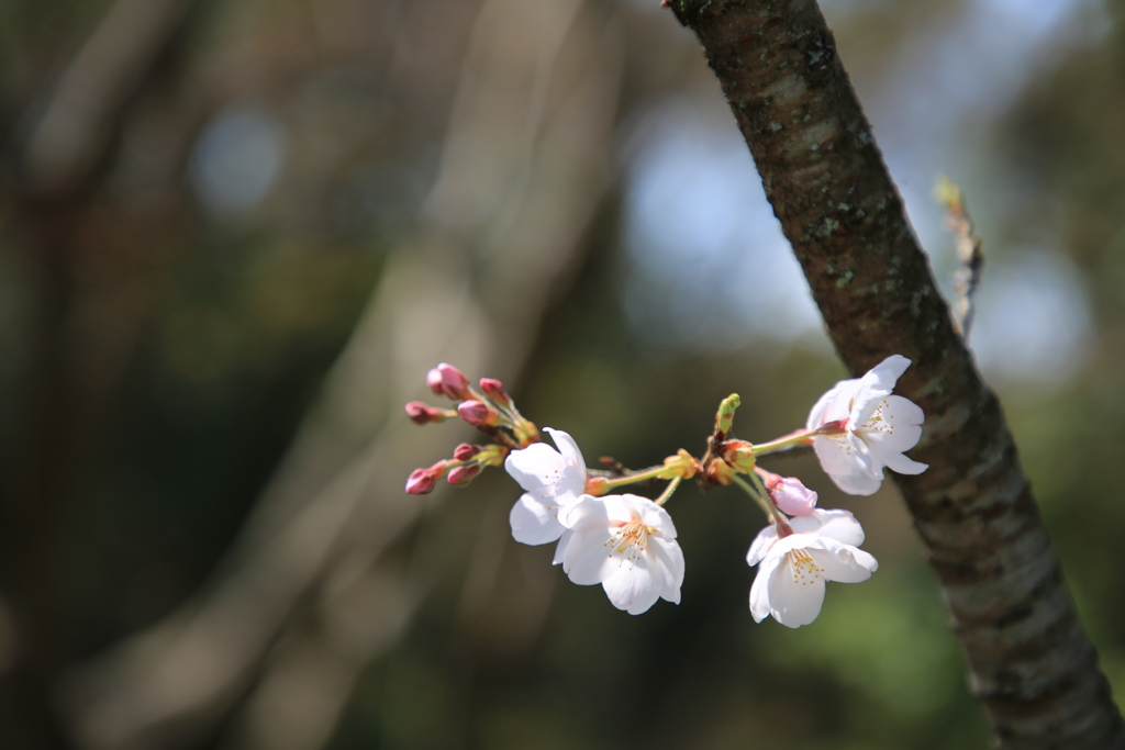 桜