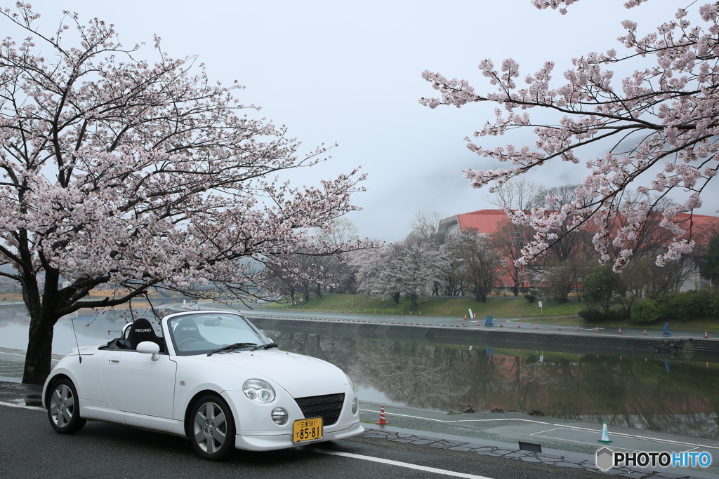 桜と白コペ