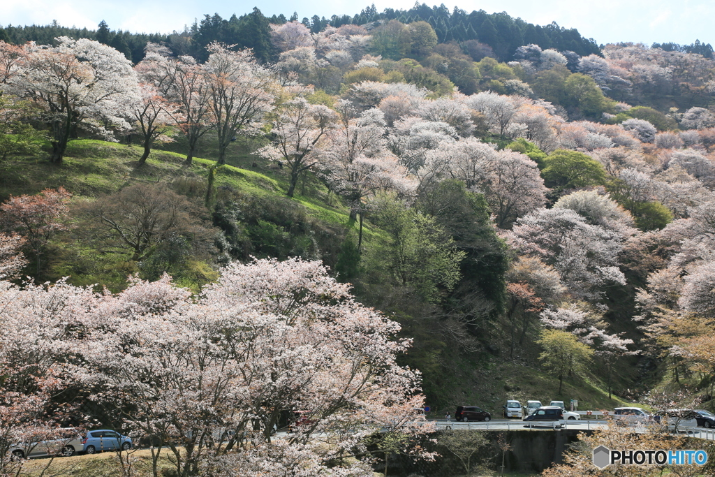 桜の名所 吉野山の千本桜