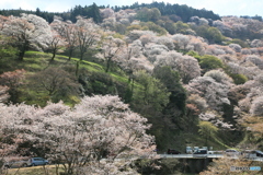 桜の名所 吉野山の千本桜