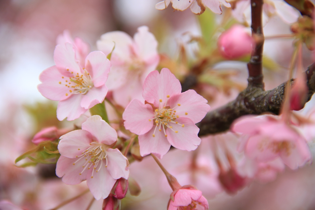 私の街の河津桜