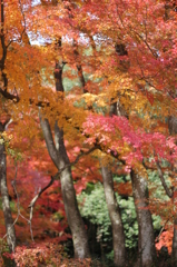 長徳寺