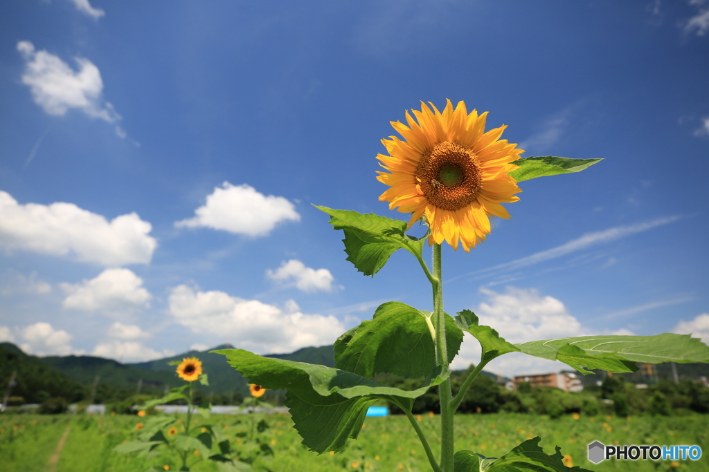 ひまわり野郎