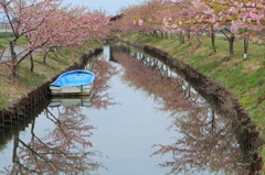 私の街の河津桜