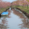 私の街の河津桜
