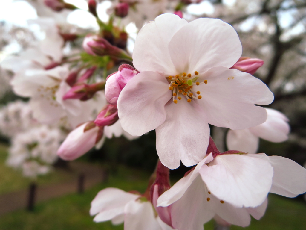 花