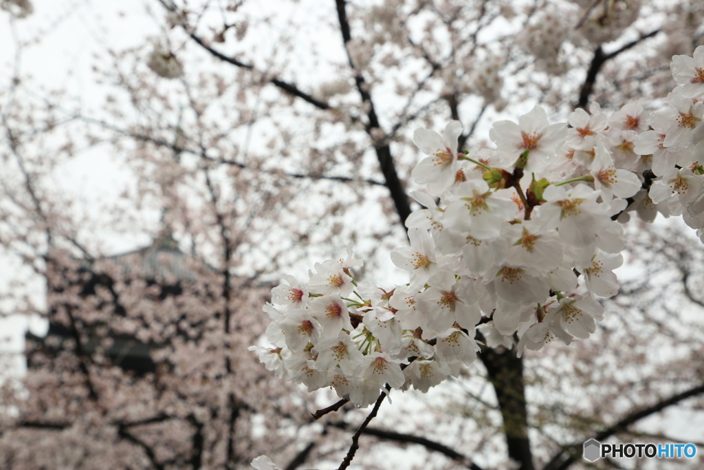 東寺