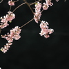 春谷寺の桜