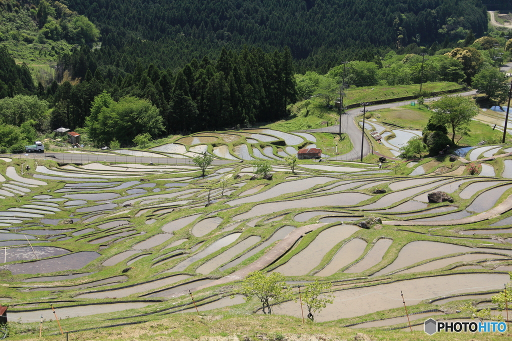 丸山千枚田（春）