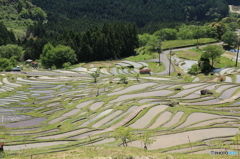 丸山千枚田（春）
