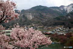 高遠桜