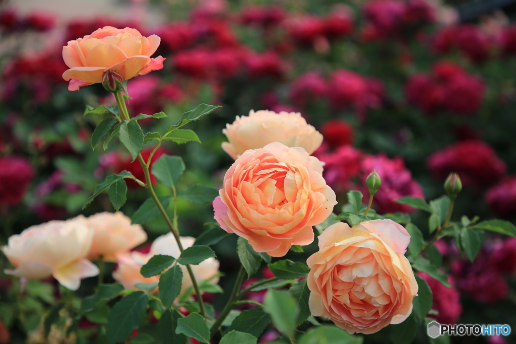 ばら　バラ　薔薇